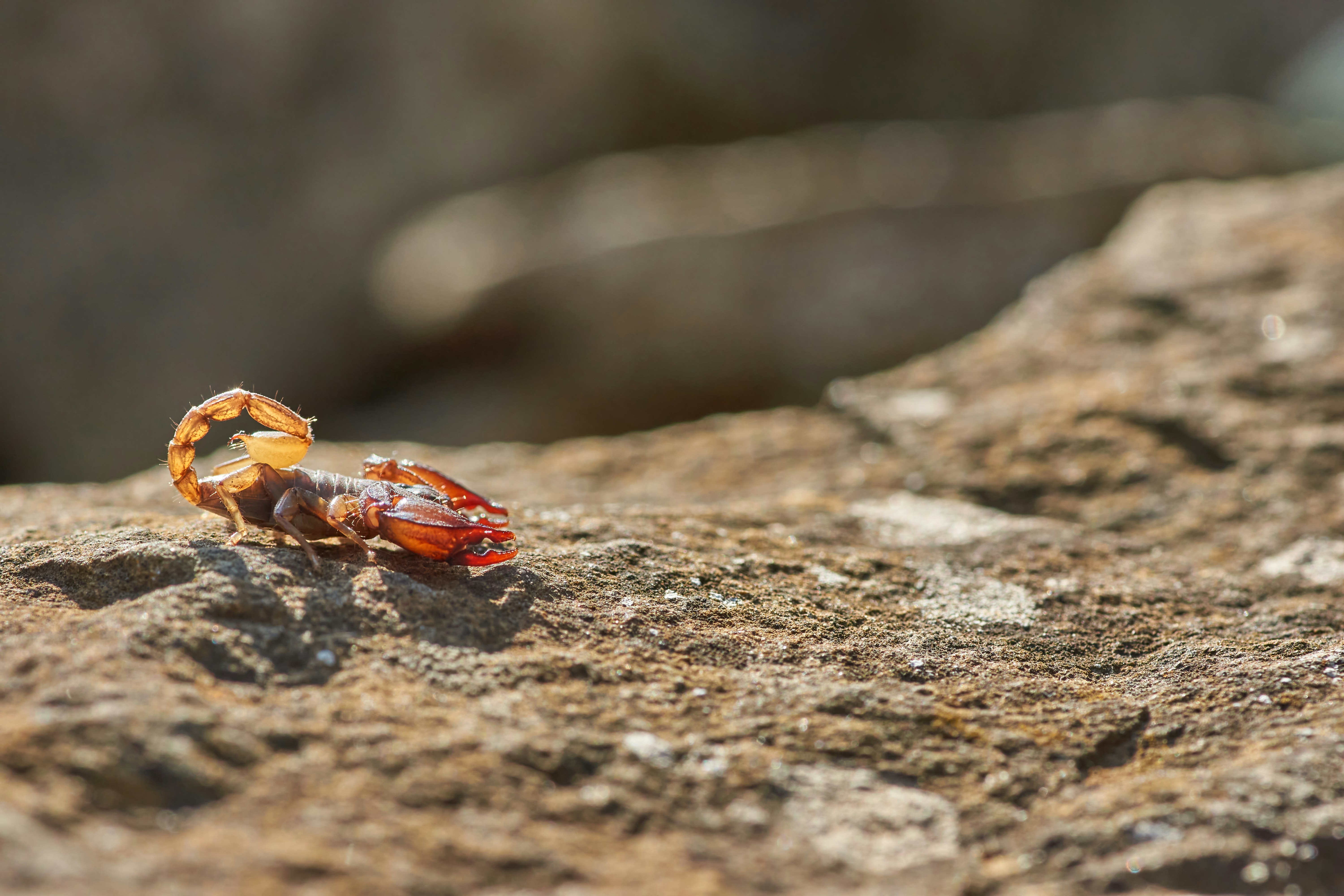 orange and black crab on brown rock